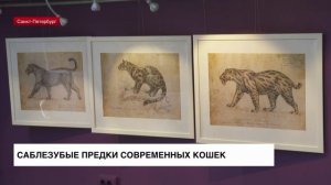 1 марта отмечается Международный день кошек