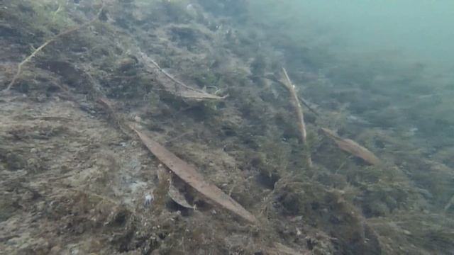 Подледная съемка. Глухозимье. Тестируем экшн-камеру YI Lite Action под водой.