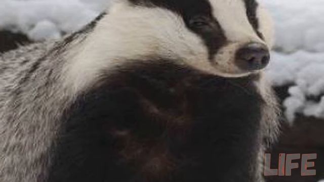 Как охотиться на деликатесного барсука зимой? Секреты охоты на барсука! смотреть онлайн