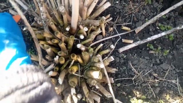 Гибискус травянистый. Обрезка весной. Размножение делением | Hibiscus moscheutos смотреть онлайн