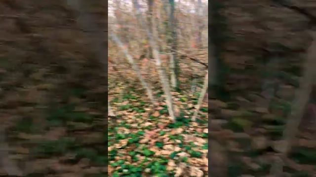 #лес#новороссийск #вео#аусси#прогулкассобакой смотреть онлайн