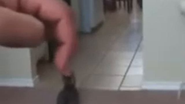 кота потрогали за ухо через камеру смотреть онлайн