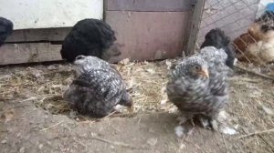 Куры породы брама, кохинхин. Почему надо отделять курочек от петушков.