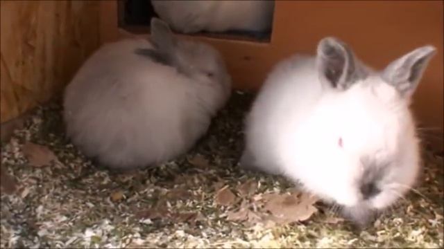 Содержание кроликов в зимнее время без проблем смотреть онлайн