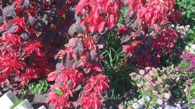 Амарант трехцветный смотреть онлайн