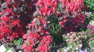 Амарант трехцветный