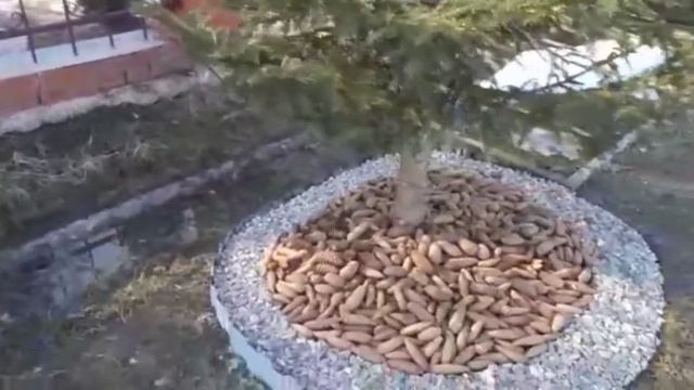 оформление ёлочек шишками,щепой смотреть онлайн