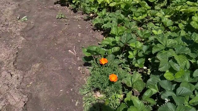 Цветы эшшольция (Раннее солнце) смотреть онлайн