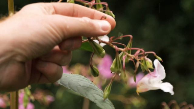 Himalayan Balsam - The UK's Most Attractive Invasive Plant - Summer Identification Video