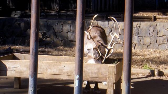 Tama Zoological Park : Rangifer tarandus ≪ Reindeer ≫ ( トナカイ ) смотреть онлайн