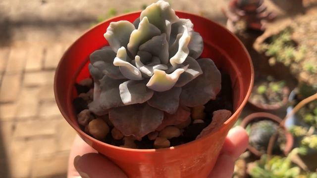 As BRANQUINHAS Mais LINDAS Da Minha COLEÇÃO #suculentas