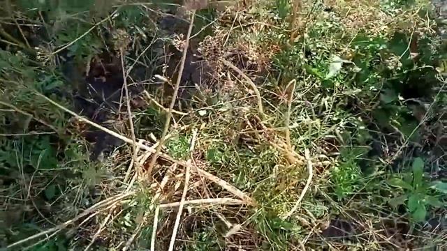Собрал СЕМЕНА ЛУКА, ЧЕРНУШКУ смотреть онлайн