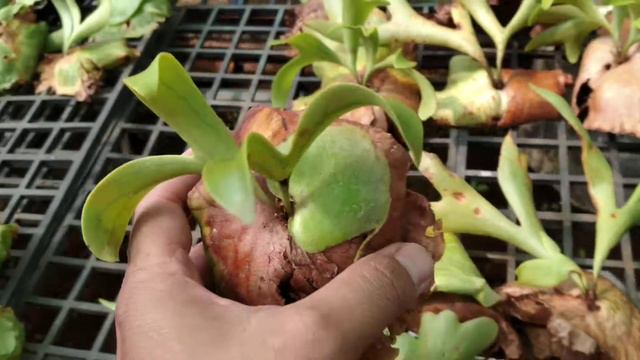 Ổ rồng coronarium vừa đc lấy về chuẩn bị lên kệ смотреть онлайн