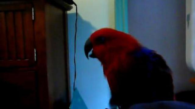 Попугай прикидывающийся котом смотреть онлайн