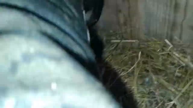 Как понять что крольчиха беременна смотреть онлайн