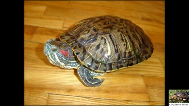 Ошибки при содержании черепахи Почему нельзя держать черепах на полу смотреть онлайн