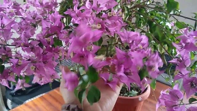 Цветение бугенвиллии Сабина#Bougainvillea#сабина#цветы#экзотическиецветы#растение#bougainvillea#九重葛 смотреть онлайн