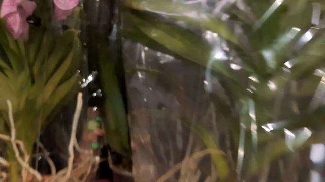 ОРХИДЕИ БАБОЧКИ В ПРОДАЖЕ /16.11.22./ смотреть онлайн