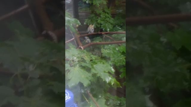 Время птиц - синицы кормят птенца смотреть онлайн
