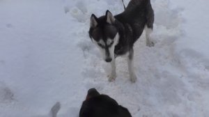Хаски vs Ротвейлер. Первое знакомство