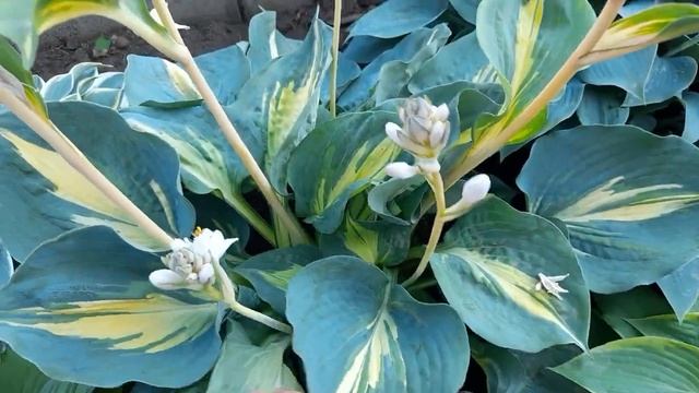 #хостаДримКвин #цветы /Хоста Дрим Квин( лат. hosta Dream Queen). Цветёт, что дальше? смотреть онлайн