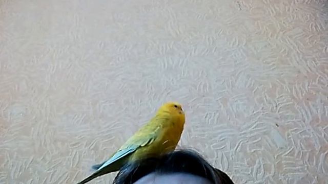 Кеша птичка. смотреть онлайн