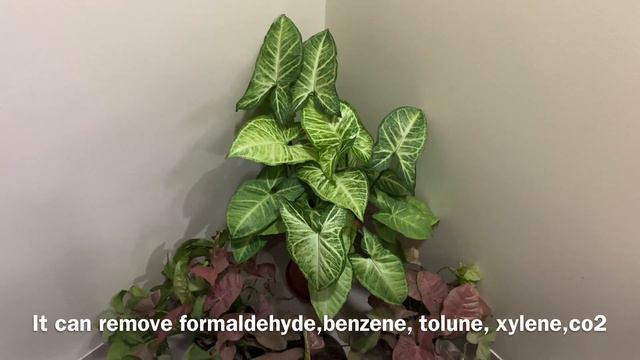 Syngonium plant care tips/ Arrowhead vine.TheGreenLeafGarden. смотреть онлайн