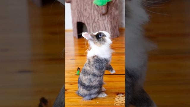 Анука-Давайка ❤️? смотреть онлайн