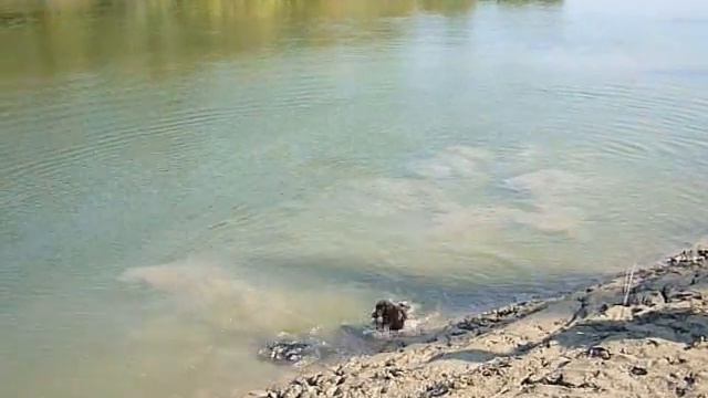 "КЦ Элита" Передержка собак с обучением. смотреть онлайн