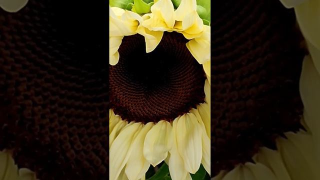 Что продают на срез в Голландии#красивыецветы #orchidea#фаленопсис #пеларгонии#биглип #сортовые смотреть онлайн