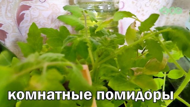 Первое кормление БЕЛЫХ АНЦИСТРУСОВ! смотреть онлайн