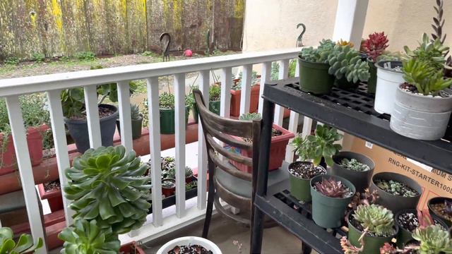 Propagate Fred Ives Succulent from Leaves /How Messy My Backyard Is When Winter comes. смотреть онлайн