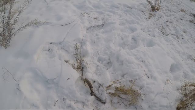 Сработала Приманка на Волка… смотреть онлайн