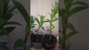 Фикс - прайс. Лилии. Нужно ли сажать проросшие луковицы лилий в горшки в марте.