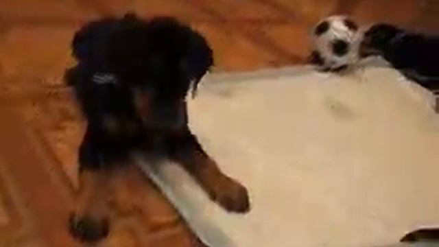 щенки 9 смотреть онлайн