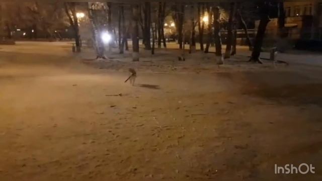 СИБА-ИНУ НА ПРОГУЛКЕ. ДРЕССИРОВКА СИБЫ. Симба гуляет с хозяином.