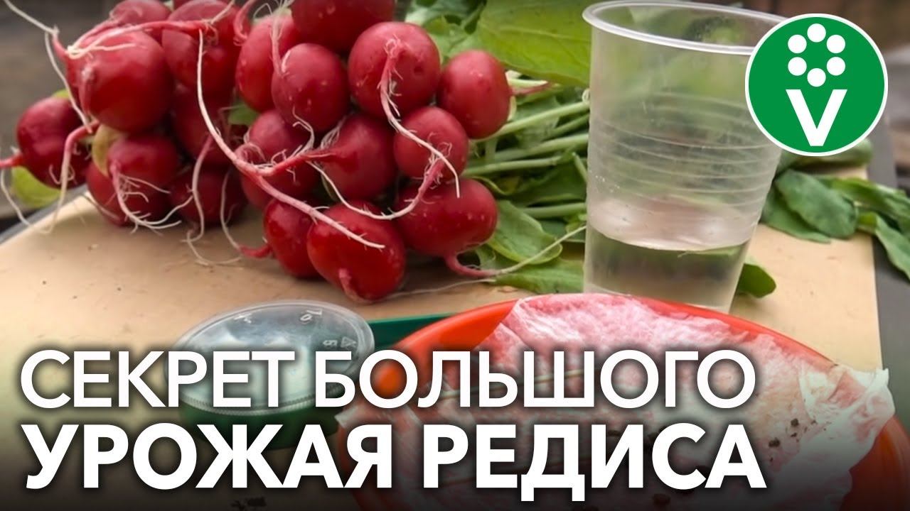 СОЧНЫЙ И КРУПНЫЙ РЕДИС БЕЗ ВРЕДИТЕЛЕЙ! Секреты выращивания редиса для небывалого урожая. смотреть онлайн