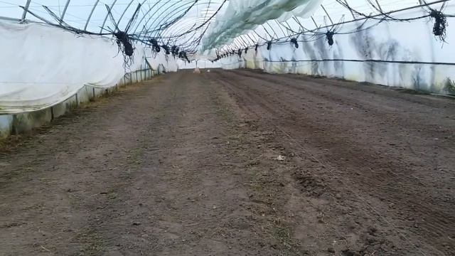 Сеем редис СЕЛЕСТА F1 Часть №1-We Sow Radishes SELESTA F1 Part No. 1