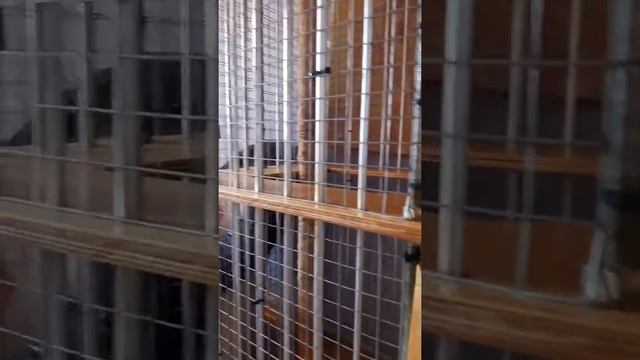 Приручаем енота в домашних условиях. смотреть онлайн