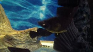 Налёт на чёрных моллинезиях и живородке. Как лечить.