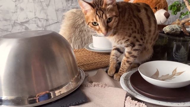 ? ЧТО СТАЛО С БЕНГАЛЬСКИМ КОТОМ ЧЕРЕЗ 1,5 ГОДА!? смотреть онлайн