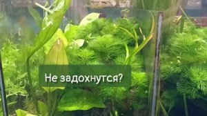 ПЕРЕВОЗКА АКВАРИУМНЫХ РАСТЕНИЙ - Ответы на самые часто задаваемые вопросы