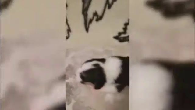 Щенки Вельш Корги Кардиган "F " Воплощение мечты, рождены 1.12.2020г. смотреть онлайн