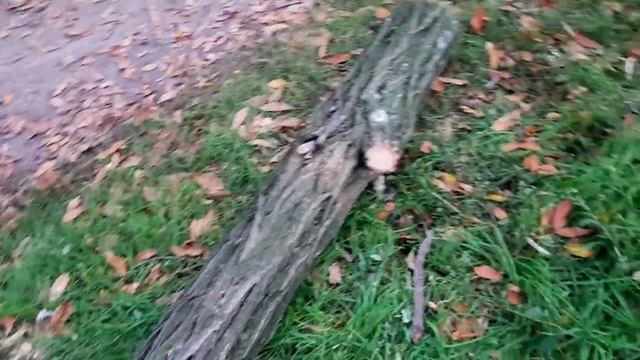 АКАЦИЯ С КОТОРОЙ УПАЛ. ПИЛЮ ДРОВА. ВСТРЕТИЛ КОТА САЙГАКА смотреть онлайн