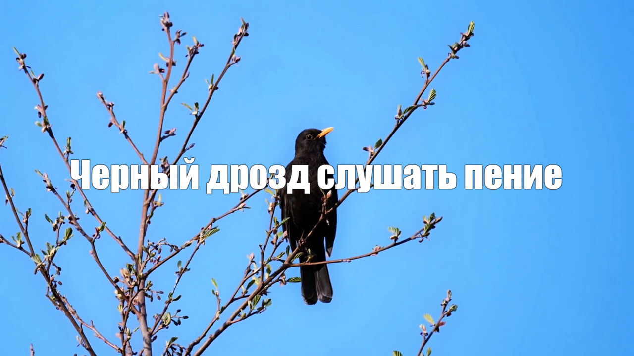 Черный дрозд слушать пение