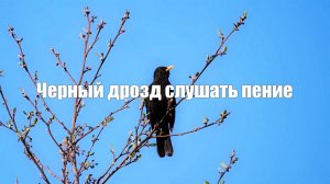 Черный дрозд слушать пение