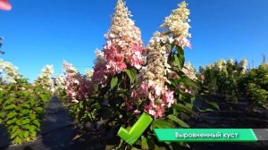 РОСКОШНЫЙ СОРТ ГОРТЕНЗИИ BABY LACE