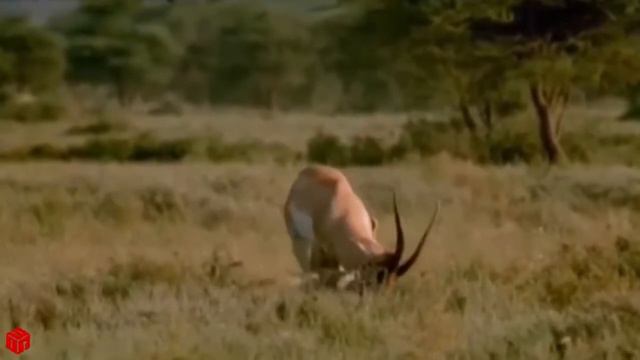 Удивительные Газель Снять Три Гепарда На Побег | Охота Гепарда Не смотреть онлайн