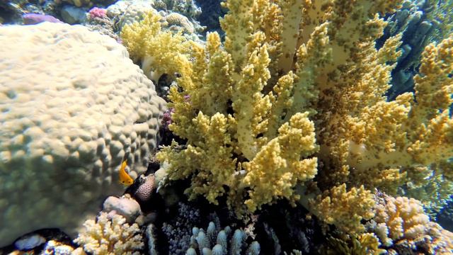 RED SEA 2018 & UNDERWATER RELAXING | 4K 60P | EGYPT MARSA ALAM | HILTON, ABU DABBAB смотреть онлайн