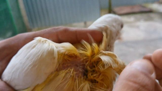 После Орла как зажили раны у голубя/How the wounds of the dove healed after the Eagle смотреть онлайн